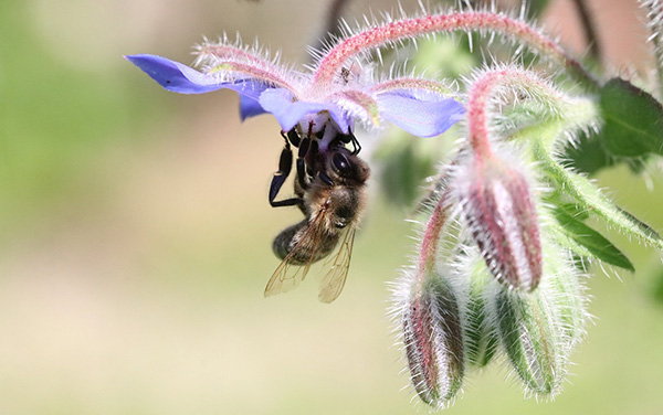 a bee visiting a fuzzy borage plant