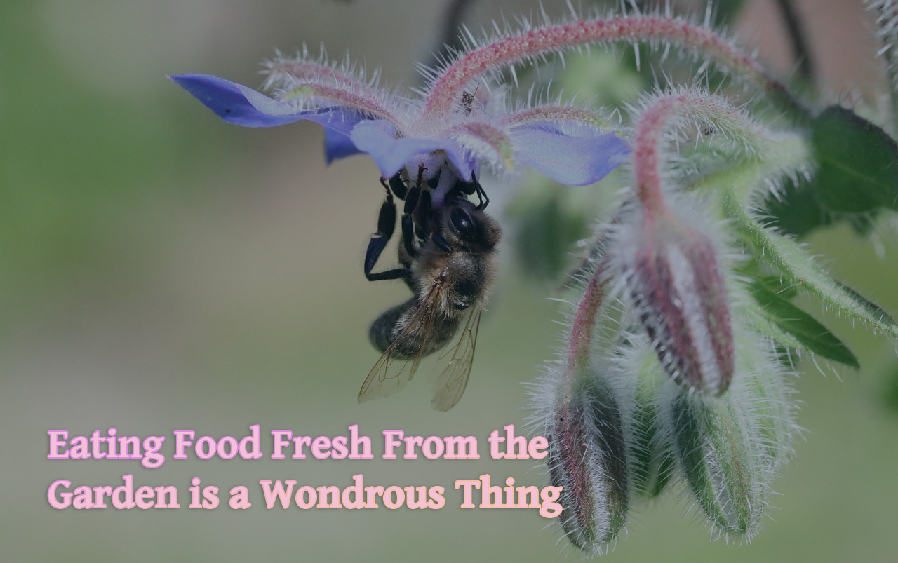 Cottagecore Coder series background