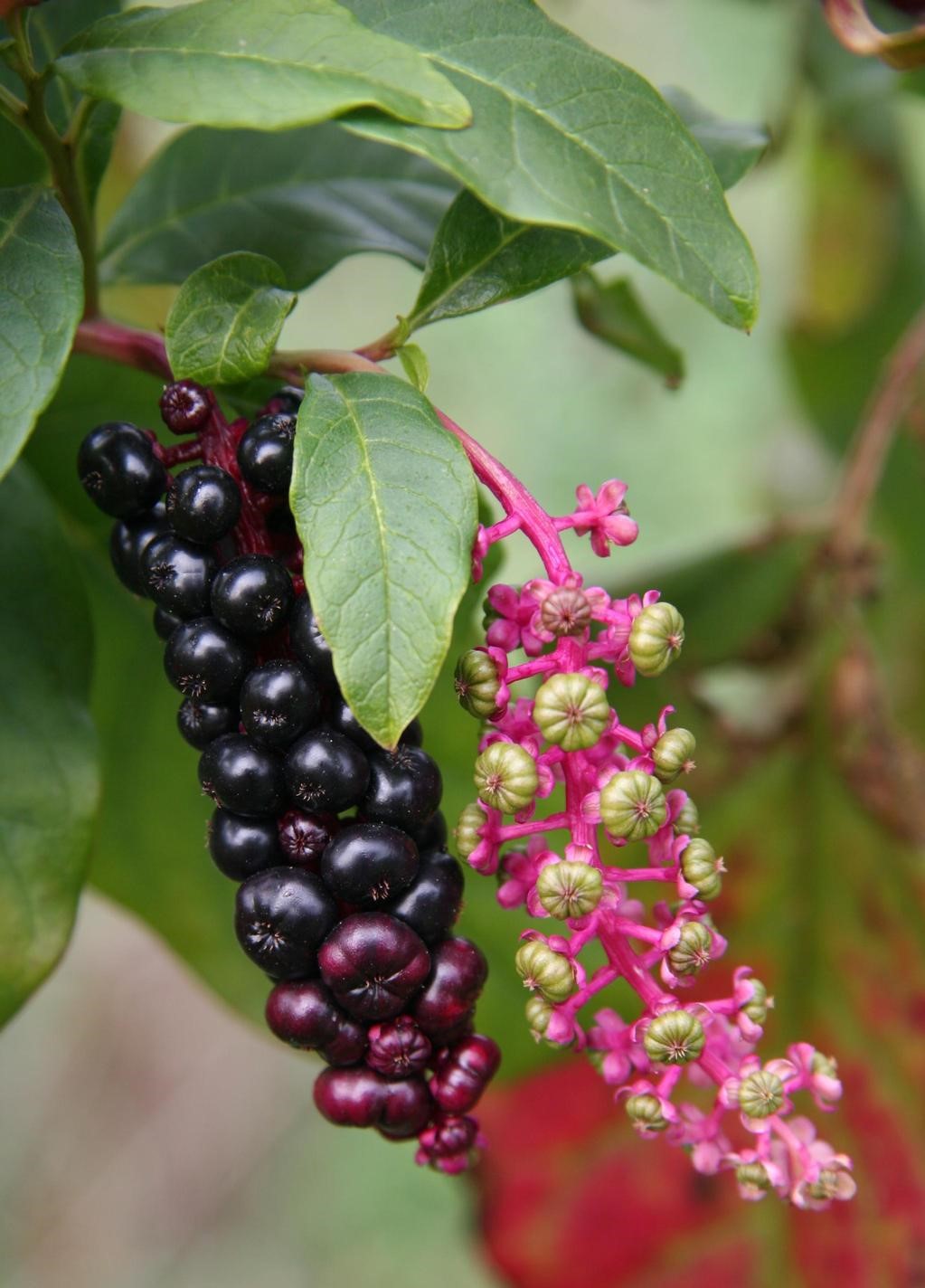 pokeweed berries